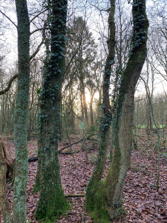 'T Holten Huus - Puur Genieten In Het Bos. Norg Екстериор снимка