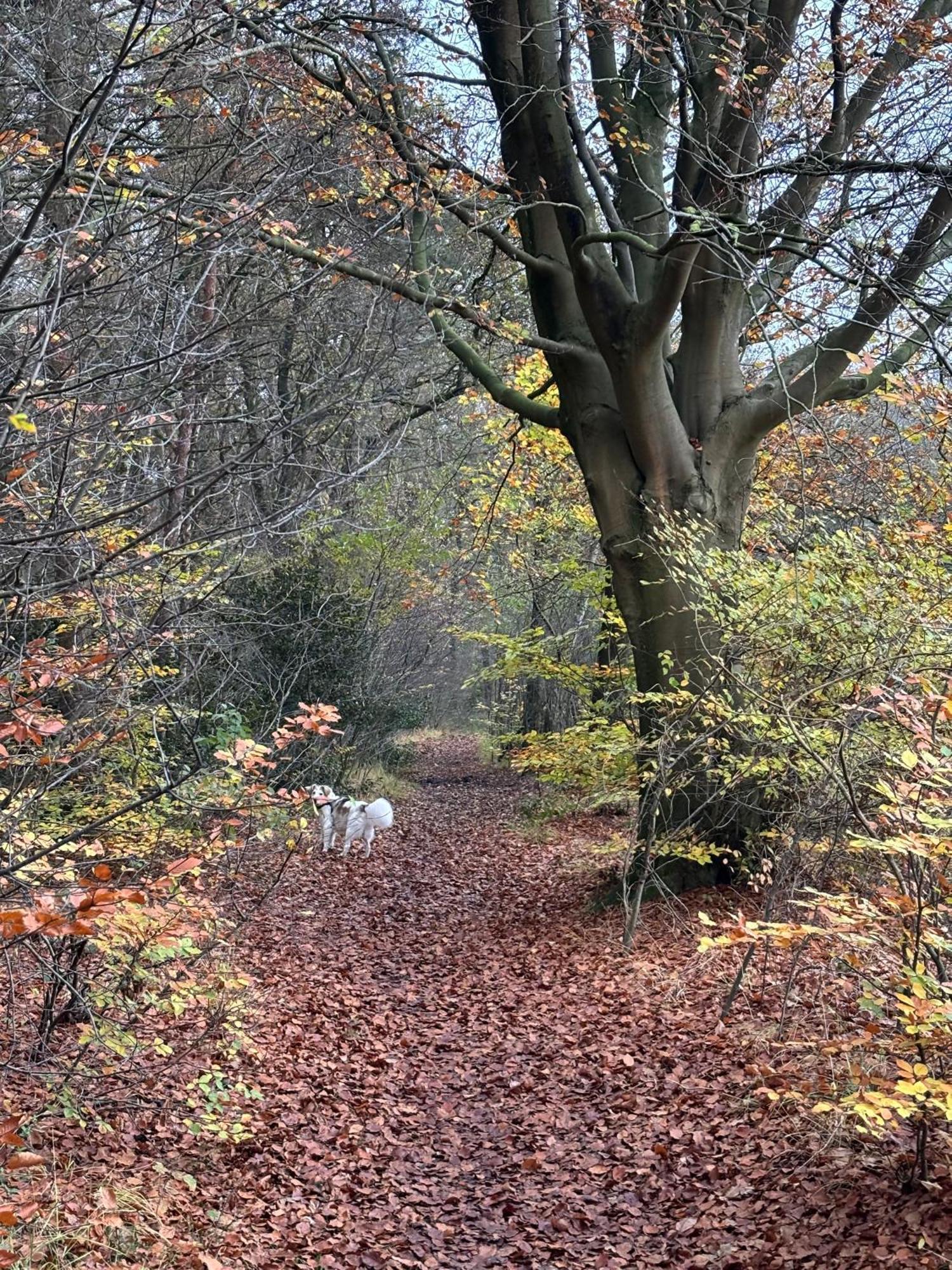 'T Holten Huus - Puur Genieten In Het Bos. Norg Екстериор снимка